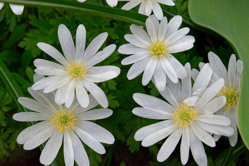 Floreria San Carlos