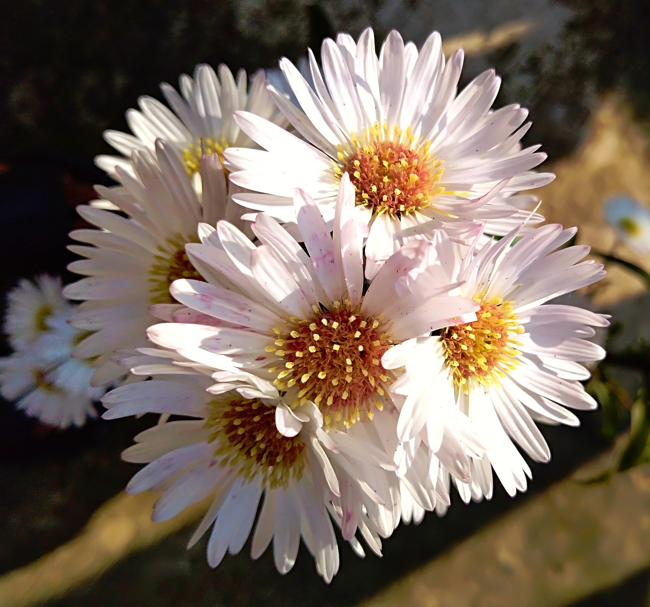 Florería del Sur