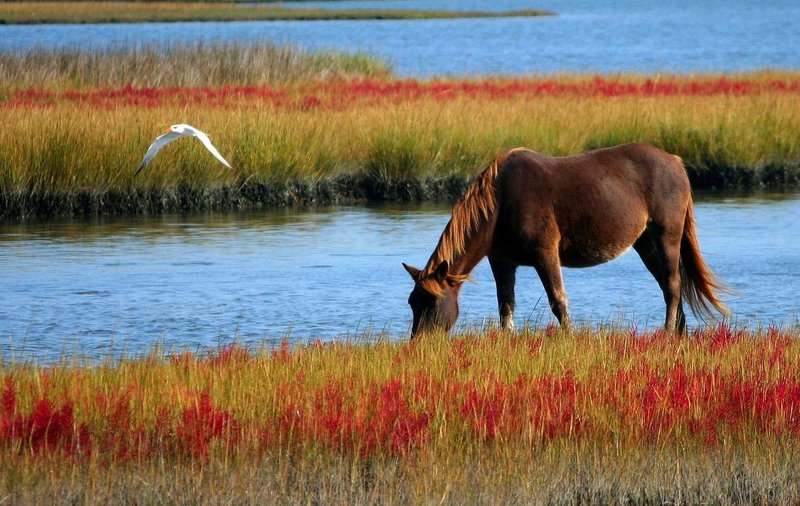 Mon Cheval